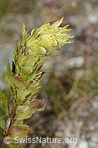 Rhinanthus glacialis (C302096)