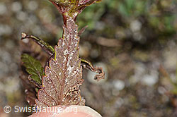 Rhinanthus glacialis (C302100)