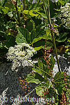 Meisterwurz (Peucedanum ostruthium) (C302142) Meisterwurz (Peucedanum ostruthium) (C302142)