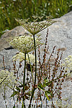 Meisterwurz (Peucedanum ostruthium) (C302143) Meisterwurz (Peucedanum ostruthium) (C302143)