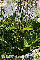 Meisterwurz (Peucedanum ostruthium) (C302144) Meisterwurz (Peucedanum ostruthium) (C302144)