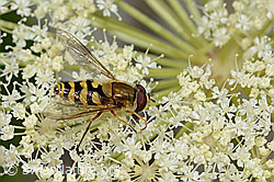 Meisterwurz (Peucedanum ostruthium)
