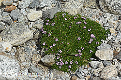 Kiesel-Polsternelke (Silene exscapa) (08.2024, C303936)