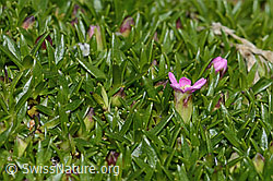 Kiesel-Polsternelke (Silene exscapa) (08.2024, C303937)