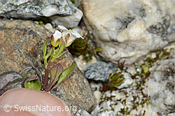 Alpen-Schaumkraut (Cardamine alpina) (C303962)
