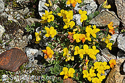 Alpen-Hornklee (Lotus alpinus) (C303980)