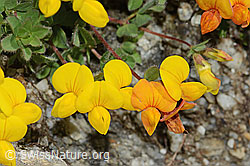 Alpen-Hornklee (Lotus alpinus) (C303986)
