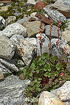 Säuerling (Oxyria digyna) (C304008)