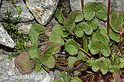 Säuerling (Oxyria digyna) (C304014)
