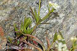 Ungleichblättriges Labkraut (Galium anisophyllon) (C304053)