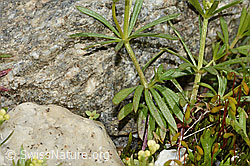 Ungleichblättriges Labkraut (Galium anisophyllon) (C304055)