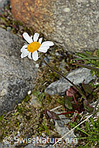 Gewöhnliche Alpenmargerite (Leucanthemopsis alpina) (C304100)