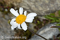 Gewöhnliche Alpenmargerite (Leucanthemopsis alpina) (C304101)