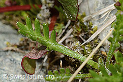 Gewöhnliche Alpenmargerite (Leucanthemopsis alpina) (C304107)