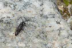 Verkannte Maskenbiene (Hylaeus confusus) (C304113)