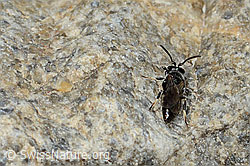 Verkannte Maskenbiene (Hylaeus confusus) (C304117)