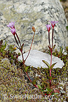 Alpen-Weidenröschen (Epilobium anagallidifolium) (08.2024, C304129)