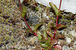 Epilobium anagallidifolium (C304134) Epilobium anagallidifolium (C304134)