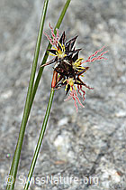 Jacquins Binse (Juncus jacquinii) (08.2024, C304147)