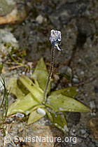 Dünnsporniges Fettblatt (Pinguicula leptoceras) (08.2024, C304197)