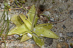 Dünnsporniges Fettblatt (Pinguicula leptoceras) (C304198) Dünnsporniges Fettblatt (Pinguicula leptoceras) (C304198)