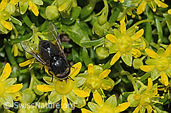 Hybomitra caucasica (Bremse) auf Bewimpertem Steinbrech (Saxifraga aizoides) (C304237) Hybomitra caucasica (Bremse) auf Bewimpertem Steinbrech (Saxifraga aizoides) (C304237)