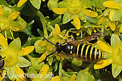 Waldwespe (Dolichovespula sylvestris) auf Bewimpertem Steinbrech (Saxifraga aizoides) (08.2024, C304238)