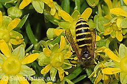 Dolichovespula sylvestris on Saxifraga aizoides (C304241) Dolichovespula sylvestris on Saxifraga aizoides (C304241)