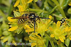 Waldwespe (Dolichovespula sylvestris) auf Bewimpertem Steinbrech (Saxifraga aizoides) (08.2024, C304254)