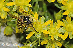Dolichovespula sylvestris auf Bewimpertem Steinbrech (Saxifraga aizoides) (C304255) Dolichovespula sylvestris auf Bewimpertem Steinbrech (Saxifraga aizoides) (C304255)