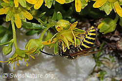 Dolichovespula sylvestris on Saxifraga aizoides (C304256) Dolichovespula sylvestris on Saxifraga aizoides (C304256)