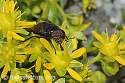 Bewimperter Steinbrech (Saxifraga aizoides)