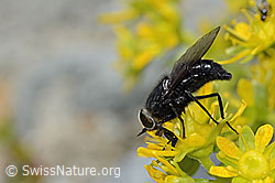 Hybomitra caucasica (Bremse) auf Bewimpertem Steinbrech (Saxifraga aizoides) (08.2024, C304269)