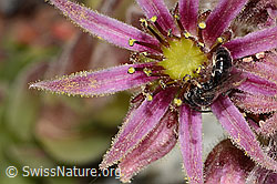 Verkannte Maskenbiene (Hylaeus confusus) auf Berg-Hauswurz (Sempervivum montanum) (08.2024, C304341)