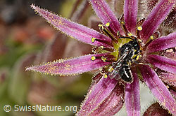Verkannte Maskenbiene (Hylaeus confusus) auf Berg-Hauswurz (Sempervivum montanum) (C304342)