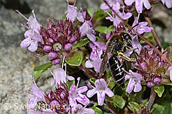 Colletes impunctatus on Thymus praecox ssp. polytrichus (C304346) Colletes impunctatus on Thymus praecox ssp. polytrichus (C304346)