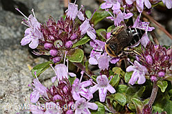 Colletes impunctatus on Thymus praecox ssp. polytrichus (C304347) Colletes impunctatus on Thymus praecox ssp. polytrichus (C304347)