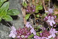 Colletes impunctatus on Thymus praecox ssp. polytrichus (C304350) Colletes impunctatus on Thymus praecox ssp. polytrichus (C304350)