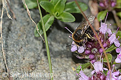 Colletes impunctatus on Thymus praecox ssp. polytrichus (C304351) Colletes impunctatus on Thymus praecox ssp. polytrichus (C304351)