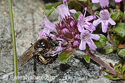 Colletes impunctatus on Thymus praecox ssp. polytrichus (C304353) Colletes impunctatus on Thymus praecox ssp. polytrichus (C304353)