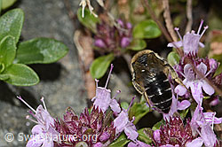 Colletes impunctatus auf Vielhaariger Thymian (Thymus praecox ssp. polytrichus) (C304355) Colletes impunctatus auf Vielhaariger Thymian (Thymus praecox ssp. polytrichus) (C304355)