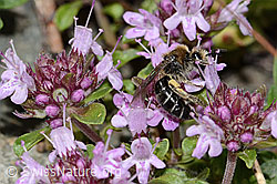 Vielhaariger Thymian (Thymus polytrichus)