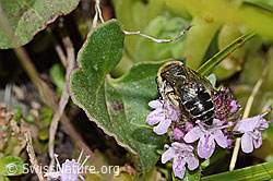 Colletes impunctatus on Thymus praecox ssp. polytrichus (C304362) Colletes impunctatus on Thymus praecox ssp. polytrichus (C304362)