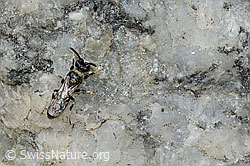 Verkannte Maskenbiene (Hylaeus confusus) (C304365) Verkannte Maskenbiene (Hylaeus confusus) (C304365)