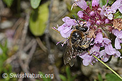 Colletes impunctatus on Thymus praecox ssp. polytrichus (C304367) Colletes impunctatus on Thymus praecox ssp. polytrichus (C304367)