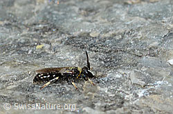 Verkannte Maskenbiene (Hylaeus confusus) (C304368) Verkannte Maskenbiene (Hylaeus confusus) (C304368)