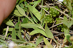Felsen-Leimkraut (Silene rupestris) (C304376) Felsen-Leimkraut (Silene rupestris) (C304376)