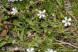 Felsen-Leimkraut (Silene rupestris) (C304380) Felsen-Leimkraut (Silene rupestris) (C304380)