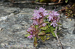 Thymus praecox ssp. polytrichus (C304381) Thymus praecox ssp. polytrichus (C304381)