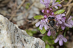 Colletes impunctatus on Thymus praecox ssp. polytrichus (C304391) Colletes impunctatus on Thymus praecox ssp. polytrichus (C304391)